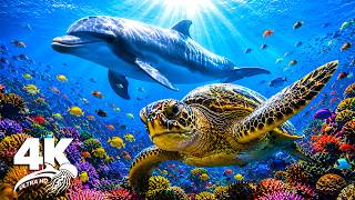 Underwater Wonders 4K VIDEO–Explore Amazing Sea Animals in a Beautiful