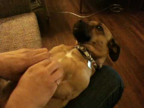 OK Go - Surprised Dog