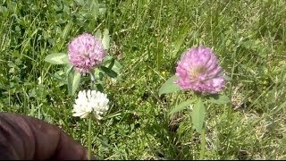 Foraging with The Urban-Abo - Spring Edibles 8 - Featuring Red &amp; White Clover