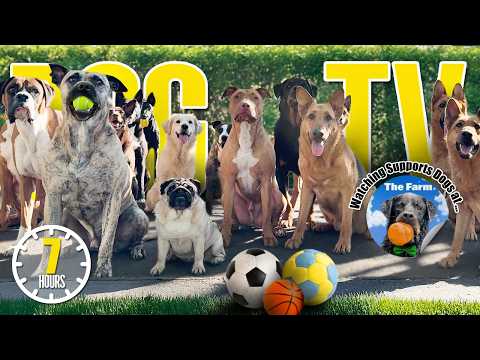 🐕🌳 Entertaining Dog Daycare TV 🐾 Ultimate Dog Video for Dogs To Watch 🎾 Barking & Squeak Toy Sounds