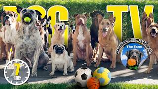 Entertaining Doggy Daycare TV - Ultimate Dog Video for Dogs To Watch - Dog Sounds Barking Squeak Toy