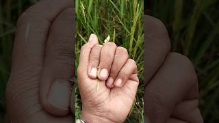 The rice field oriental longheaded grasshopper #grasshopper
