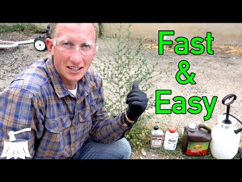 How To Kill Weed Trees Fast