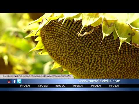 DALJI PAD CENA ŽITARICA I ODSUSTVO SOJINOG ZRNA NA BERZANSKOM TRŽIŠTU