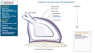 Heart Wall & Pericardium with Ditki, Medical & Biological Sciences