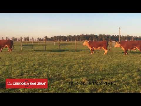 Los Cerros de San Juan 18 TOROS HEREFORD PI Y PO