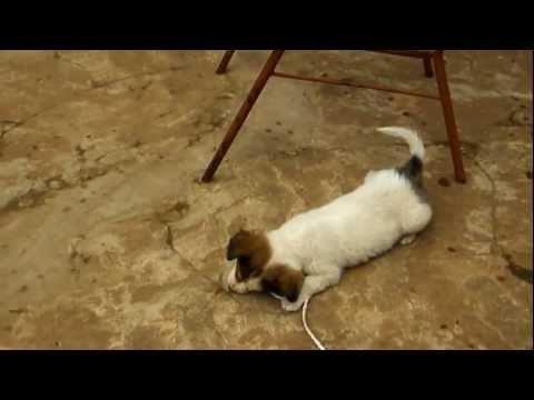 Rebeca was my dog,Caazapa