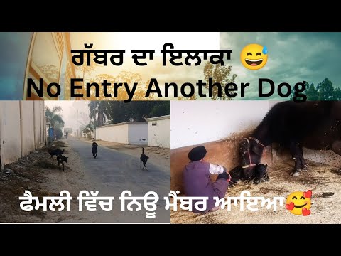 Meet Our Newest Family Member! ਗੱਬਰ ਦਾ ਇਲਾਕਾ@narinder-kaur2