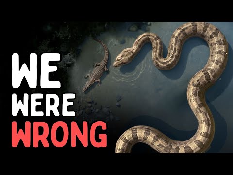 We Were Wrong About Titanoboa — The New Evidence