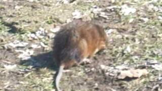 preview picture of video 'sneaking up on a muskrat'