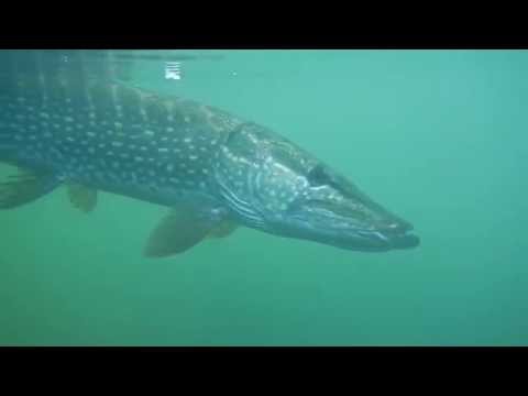 Rilascio Grosso Luccio sul Ticino