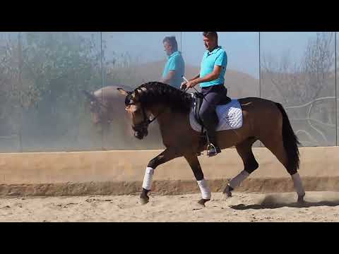 Buckskin PRE 164 cm piro free born 2019