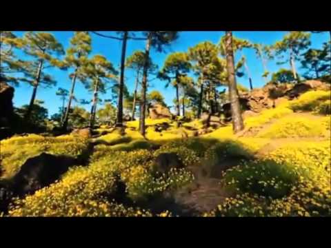 Baced! vs Ace's Delight   Witness