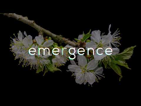 Motion Graphics