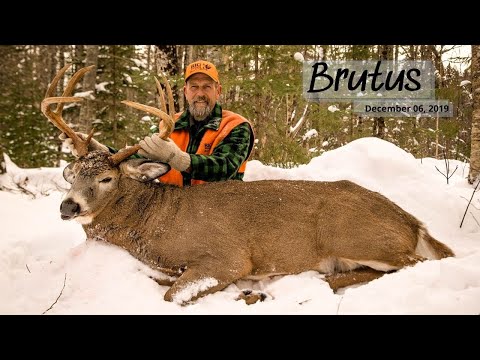 The Story of BRUTUS | A Monster Maine Buck Tracked Down By HAL BLOOD