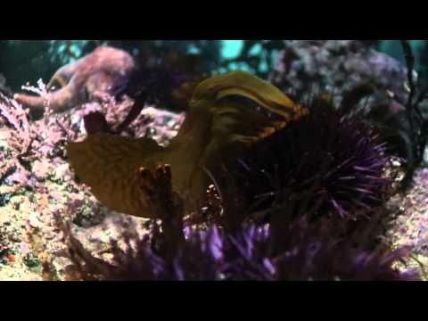 Shape Of Life Sea Urchin