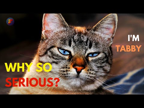 11 Interesting Facts about Tabby Cats | (TABBY CAT FACTS) | Factsoverdose