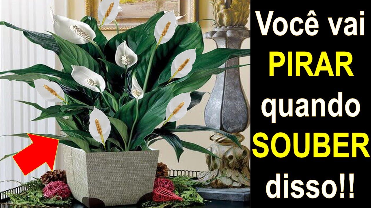 ATENÇÃO - Coloque essa PLANTA dentro da sua CASA (você não vai acreditar nisso)