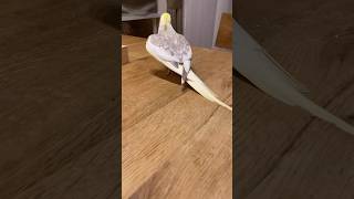 Download lagu Burung Falk Parkit Australia Siul Kalau Kau Suka Hati #cockatiel #falk #parkitaustralia #burungk#fyp mp3