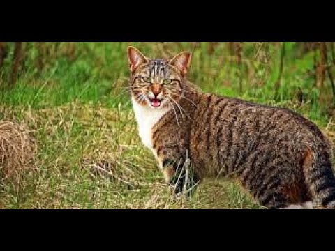 The Cat and Smell, this cat is wonderful