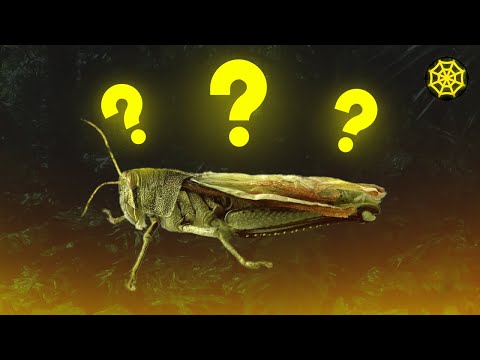 SAIBA AS DIFERENÇAS ENTRE GRILO, GAFANHOTO E ESPERANÇA! - SOBRE ANIMAIS