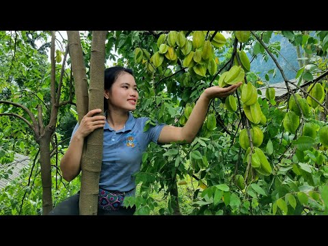 Harvest Star fruit Bring to the market to sell - Designing a Bamboo house for Chicken - Daily life