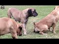 Real Boerboels Females Coming Into Season Pack Goes Wild With Excitement And Scenting
