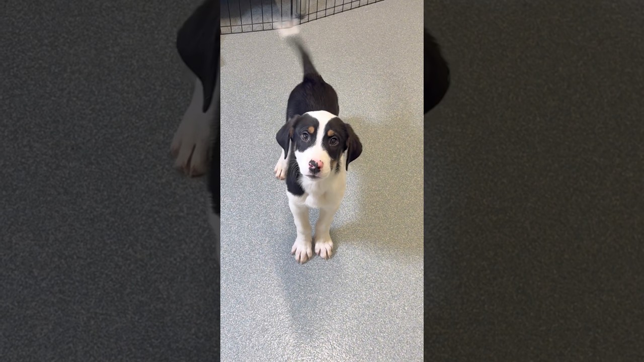 Enlarge Monroe **available at offsite adoption event on Saturday, 2/28 * please read bio for info *, an adopted mixed breed in Briarcliff Manor, NY video 3/3