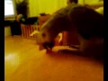 Jaz Sweety