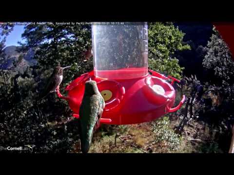 Male Anna's Hummingbird Stops At Feeder Again - Oct. 31, 2016