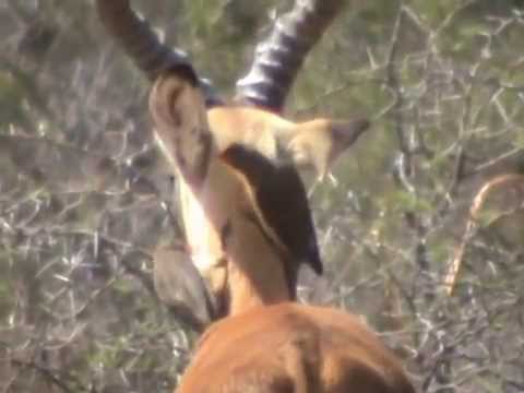 Impala & Oxpecker