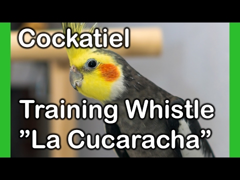 Cockatiel songs - La Cucaracha - Medium