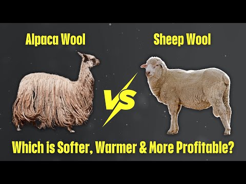 Alpaca vs Sheep Wool: Which Offers Better Comfort and Warmth?