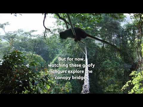 Reconnecting Orangutans and Their Rainforest Homes