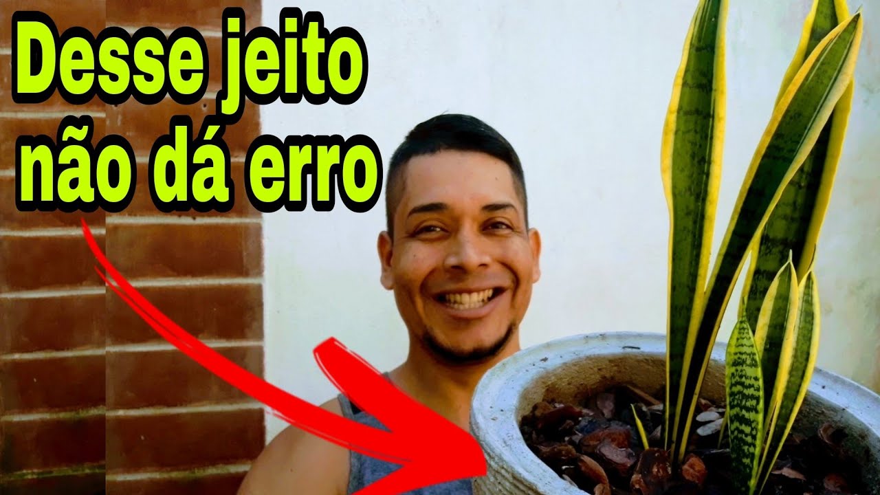 COMO PLANTAR ESPADA DE SANTA BÁRBARA | A FOLHA NÃO FICA VERDE