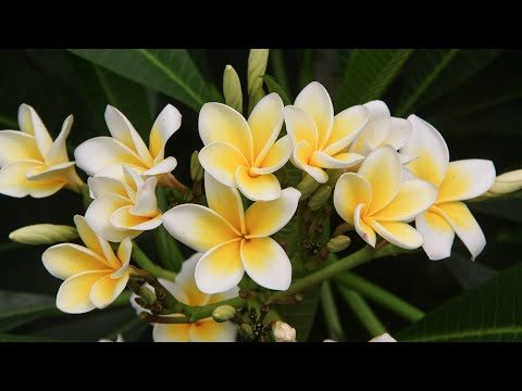 Sutta Teaching|05|Sabbasava Sutta - (Eng)|Ven Panadure Chandaratana Thero|2020-08-26