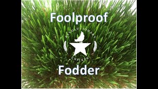 Foolproof Fodder for Chickens