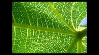 Paolo Fresu &amp; Omar Sosa - Alma