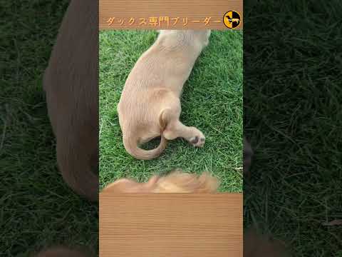 なぜ鶏にタイムを与えるのでしょうか？ブリーダーはそれをどのように利用して、その 3 つの驚くべき利点を享受しているのでしょうか?  庭園