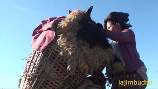 preview picture of video 'shepherd life style || nepali shepherd || sheep farm || pastoral life || village life ||'