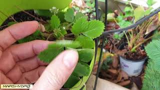 Alpine strawberries from seeds to fruits with Led Light (Mars-hydro)