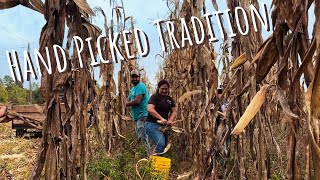 Let’s Get to Pickin’ Corn || Landrace Corn for Feed, Grits & Cornbread || October 2025