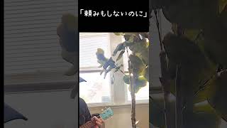 傷つきたくない。自分を守ろうとするこころの自然な防衛本能。それが#不安 #ウクレレ #心理セラピスト #焦り #ウクレレ初心者