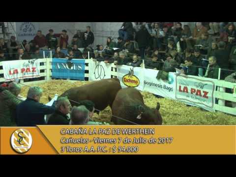 07-07-17 Venta de Toros P.C. - Cabaña La Paz - Cañuelas.