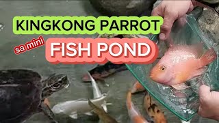 kingkong parrot fish sa mini pond