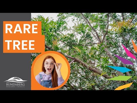 Bundaberg Botanic Gardens and Playground