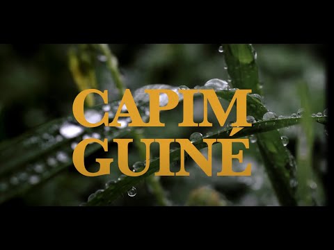 Documentário- Capim Guiné: Uma viagem histórica nos mistérios e raízes do Candomblé