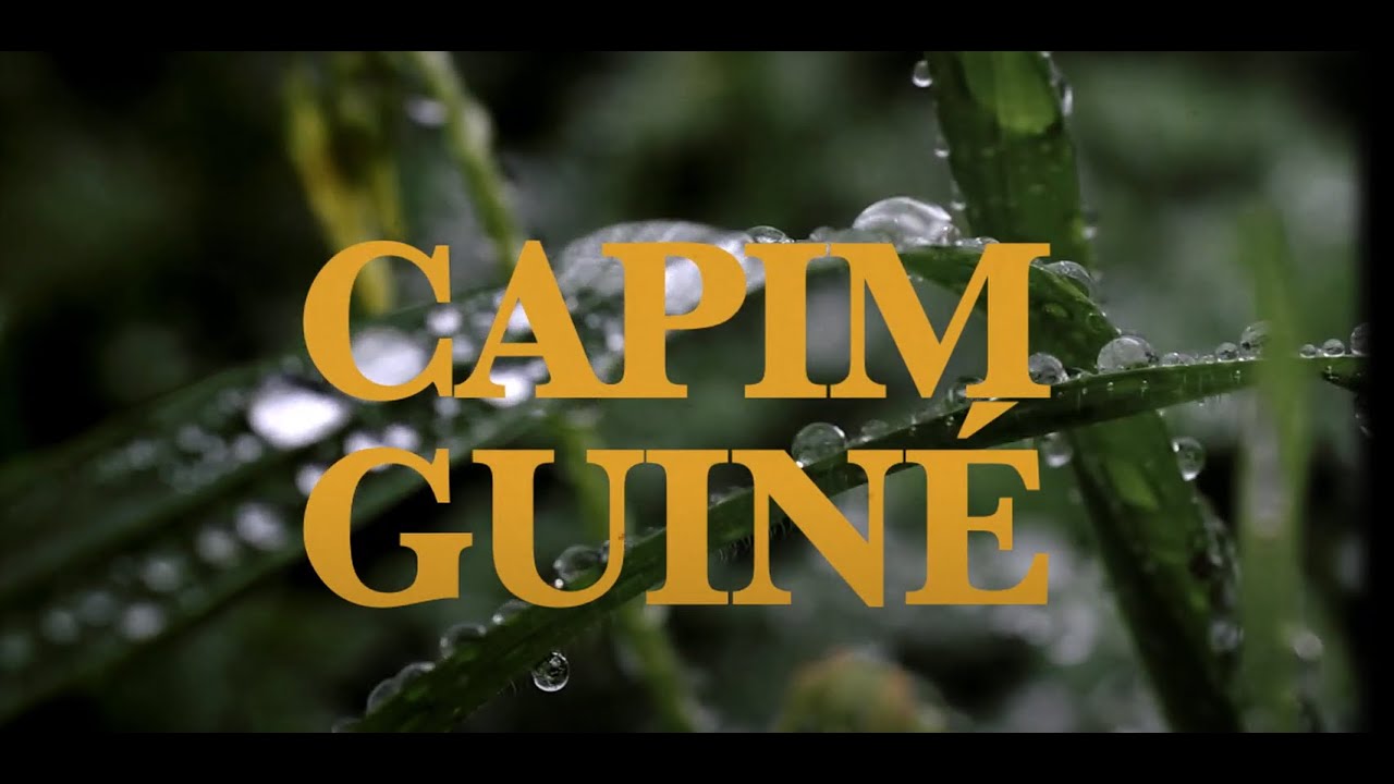 Documentário- Capim Guiné: Uma viagem histórica nos mistérios e raízes do Candomblé