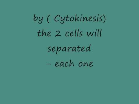 meiosis      zoology 105   2nd lab