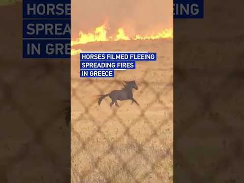 Horses bolt from blazing field as Greek wildfires spread